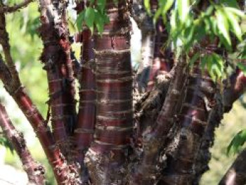 Mahagoni-Kirsche, 100-150 cm, Prunus serrula, Containerware