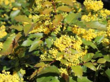 Mahonie &#8218;Apollo&#8216;, 10-20 cm, Mahonia aquifolium &#8218;Apollo&#8216;, Containerware