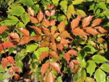 Mahonie &#8218;Cabaret&#8216;, 20-30 cm, Mahonia nitens &#8218;Cabaret&#8216;, Containerware