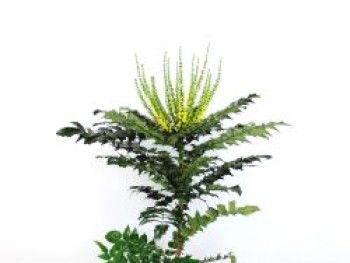 Mahonie 'Charity', 40-60 cm, Mahonia media 'Charity', Containerware