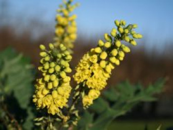 Mahonie 'Winter Sun', 30-40 cm, Mahonia media 'Winter Sun', Containerware