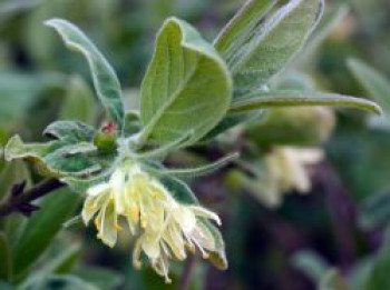 Honigbeere / Sibirische Blaubeere, 30-40 cm, Lonicera kamtschatica, Containerware