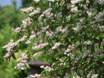 Maiblumen-Strauch / Gefüllter Sternchenstrauch 'Plena', 100-150 cm, Deutzia scabra 'Plena', Containerware