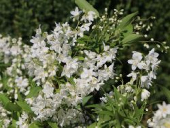 Maiblumenstrauch / Deutzie, 20-30 cm, Deutzia gracilis, Containerware