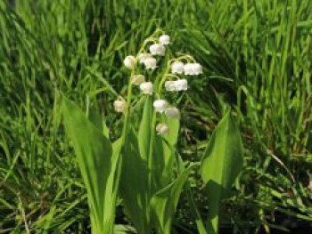 Maiglöckchen &#8218;Grandiflora&#8216;, Convallaria majalis &#8218;Grandiflora&#8216;, Topfware