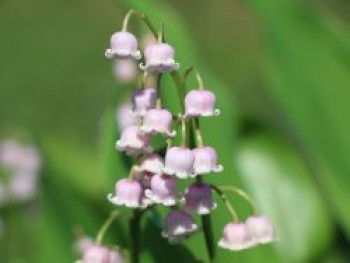 Maiglöckchen &#8218;Rosea&#8216;, Convallaria majalis &#8218;Rosea&#8216;, Topfware