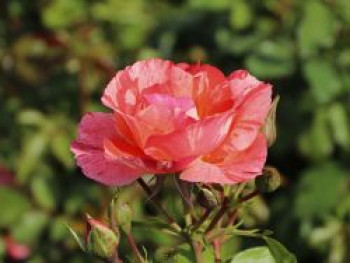 Malerrose 'Grimaldi' ®, Rosa 'Grimaldi' ®, Containerware