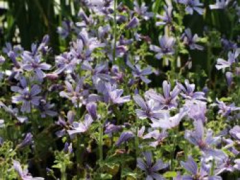 Malve &#8218;Marina&#8216;, Malva sylvestris &#8218;Marina&#8216;, Topfware