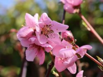 Mandel &#8218;Mandelkönigin&#8216;, 100-125 cm, Prunus amygdalus &#8218;Mandelkönigin&#8216;, Containerware