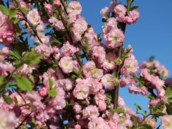 Mandelbäumchen / Mandelstrauch, 30-40 cm, Prunus triloba, Containerware