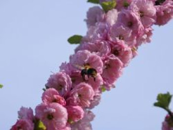 Mandelbäumchen / Mandelstrauch 'Rosenmund', 40-60 cm, Prunus triloba 'Rosenmund', Containerware