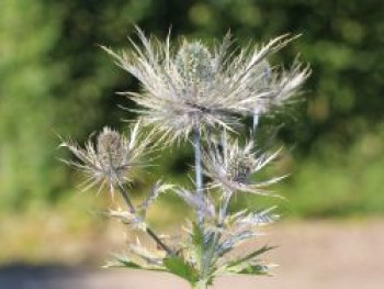 Mannstreu &#8218;Blue Star&#8216;, Eryngium alpinum &#8218;Blue Star&#8216;, Topfware