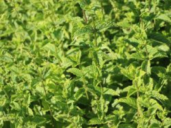 Marokkanische Minze &#8218;Maroccan&#8216;, Mentha spicata &#8218;Maroccan&#8216;, Topfware