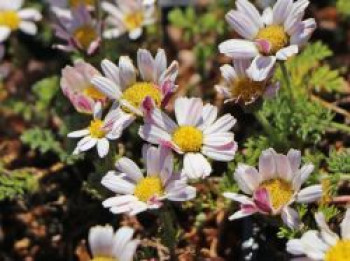 Marokko Kamille, Anacyclus pyrethrum var. depressus, Topfware