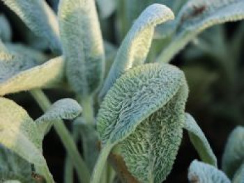 Matten-Woll-Ziest &#8218;Silver Carpet&#8216;, Stachys byzantina &#8218;Silver Carpet&#8216;, Topfware