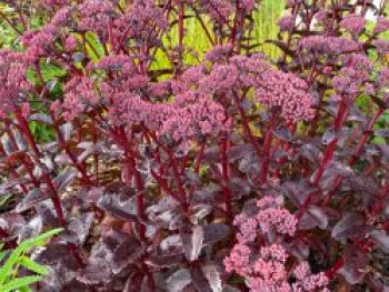 Mauerpfeffer 'Black Knight', Sedum telephium 'Black Knight', Topfware