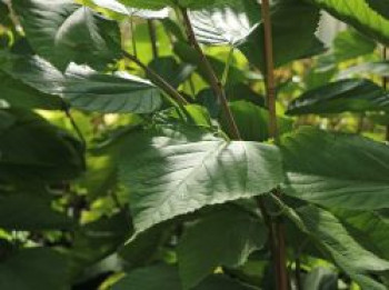 Maulbeere 'Illinois Everbearing', 60-100 cm, Morus alba x rubra 'Illinois Everbearing', Containerware