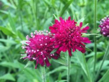 Mazedonische Witwenblume 'Green Lightning', Knautia macedonica 'Green Lightning', Topfware