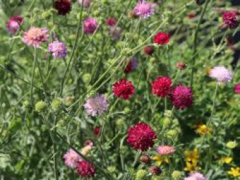 Mazedonische Witwenblume, Knautia macedonica, Containerware