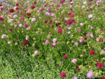 Mazedonische Witwenblume &#8218;Melton Pastels&#8216;, Knautia macedonica &#8218;Melton Pastels&#8216;, Topfware