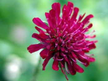 Mazedonische Witwenblume &#8218;Red Knight&#8216;, Knautia macedonica &#8218;Red Knight&#8216;, Topfware