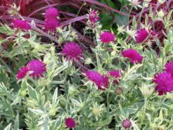 Mazedonische Witwenblume &#8218;Thunder and Lightning&#8216;, Knautia macedonica &#8218;Thunder and Lightning&#8216;, Topfware