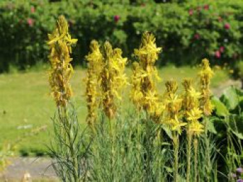 Mediterrane Junkerlilie, Asphodeline lutea, Topfware