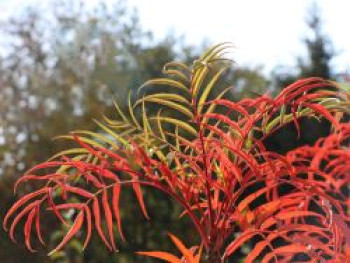 Mehlbeere &#8218;Dodong&#8216;, 80-100 cm, Sorbus &#8218;Dodong&#8216;, Containerware