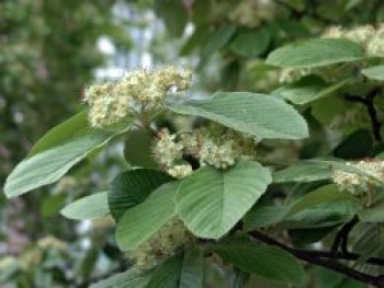 Echte Mehlbeere, 100-150 cm, Sorbus aria, Containerware