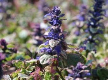 Mehrfarbiger Günsel &#8218;Burgundy Glow&#8216;, Ajuga reptans &#8218;Burgundy Glow&#8216;, Topfware