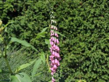 Mehrjähriger Fingerhut, Digitalis x mertonensis, Topfware