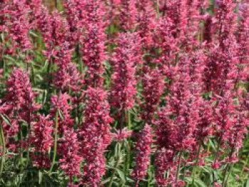 Mexikanische Duftnessel &#8218;Red Fortune&#8216;, Agastache mexicana &#8218;Red Fortune&#8216;, Topfware