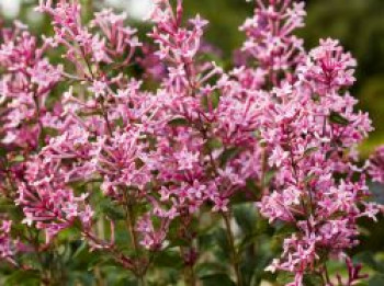 Meyer's Flieder 'Pink Perfume' ®, 30-40 cm, Syringa meyeri 'Pink Perfume' ®, Containerware