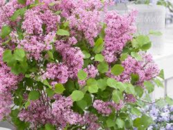 Meyer&#8217;s Zwerg-Flieder Flowerfesta &#8218;Pink&#8216;, 30-40 cm, Syringa meyeri Flowerfesta &#8218;Pink&#8216;, Containerware