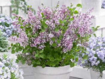 Meyer&#8217;s Zwerg-Flieder Flowerfesta &#8218;Purple&#8216;, 30-40 cm, Syringa meyeri Flowerfesta &#8218;Purple&#8216;, Containerware