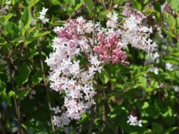 Meyer&#8217;s Zwerg-Flieder Flowerfesta &#8218;White&#8216;, 30-40 cm, Syringa meyeri Flowerfesta &#8218;White&#8216;, Containerware