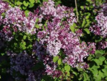 Meyer&#8217;s Zwerg-Flieder &#8218;Red Pixie&#8216;, 40-60 cm, Syringa meyeri &#8218;Red Pixie&#8216;, Containerware