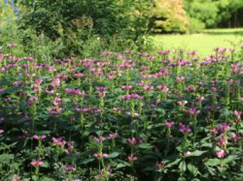 Miesmäulchen, Chelone obliqua, Topfware