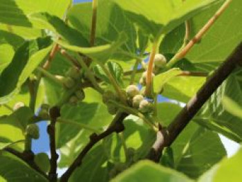 Mini-Kiwi-Duo (1x männlich, 1x weiblich), 60-100 cm, Actinidia arguta (1x männlich, 1x weiblich), Containerware