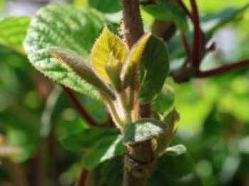 Mini-Kiwi 'Jumbo' ®, 60-100 cm, Actinidia arguta 'Jumbo' ®, Containerware