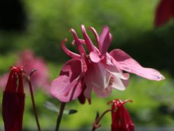 Miniatur-Akelei &#8218;Cameo Rosa-Weiß&#8216;, Aquilegia flabellata &#8218;Cameo Rosa-Weiß&#8216;, Topfware