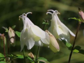 Miniatur-Akelei &#8218;Cameo Weiß&#8216;, Aquilegia flabellata &#8218;Cameo Weiß&#8216;, Topfware