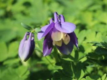 Miniatur-Akelei &#8218;Ministar&#8216;, Aquilegia flabellata var. pumila &#8218;Ministar&#8216;, Topfware