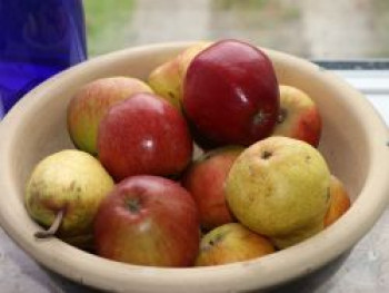 Ministämmchen Apfel &#8218;Braeburn&#8216;, Stamm 20-30 cm, 50-60 cm, Malus &#8218;Braeburn&#8216;, Containerware