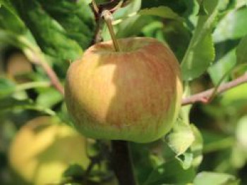 Ministämmchen Apfel &#8218;James Grieve&#8216;, Stamm 20-30 cm, 50-60 cm, Malus &#8218;James Grieve&#8216;, Containerware