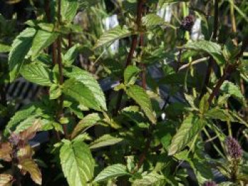 Minze &#8218;Black Spearmint&#8216;, Mentha spicata &#8218;Black Spearmint&#8216;, Topfware