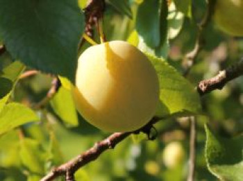 Mirabelle &#8218;Bellamira&#8216;, Stamm 40-60 cm, 120-160 cm, Prunus domestica subsp. syriaca &#8218;Bellamira&#8216;, Containerware