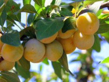 Mirabelle von Nancy', 'Doppelte Mirabelle', 80-100 cm, Prunus 'Mirabelle von Nancy', Containerware