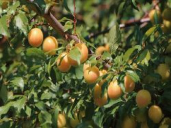 Mirabellen-Aprikose 'Aprimira', 80-100 cm, Prunus 'Aprimira', Containerware