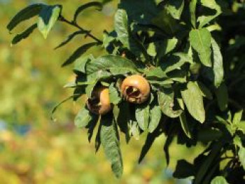 Mispel 'Holländische Großfruchtige', Mespilus germanica 'Holländische Großfruchtige', Wurzelware